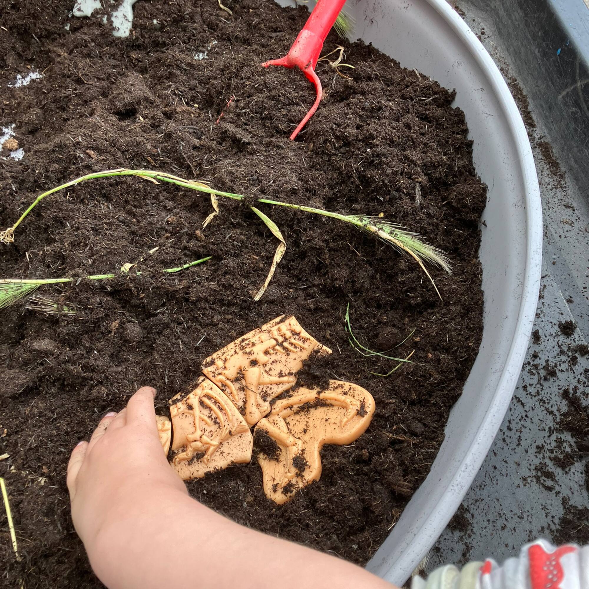 Yellow Door Dig & Discover Dinosaur Skeletons Set